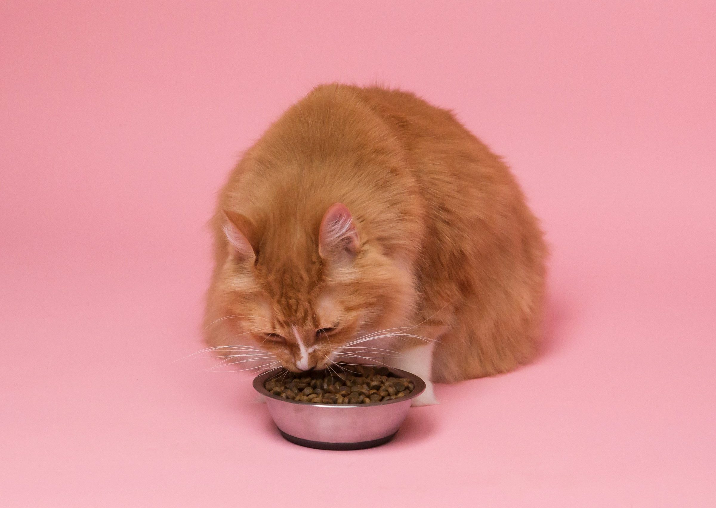 Vous cherchez des nourritures de qualité pour chat ?