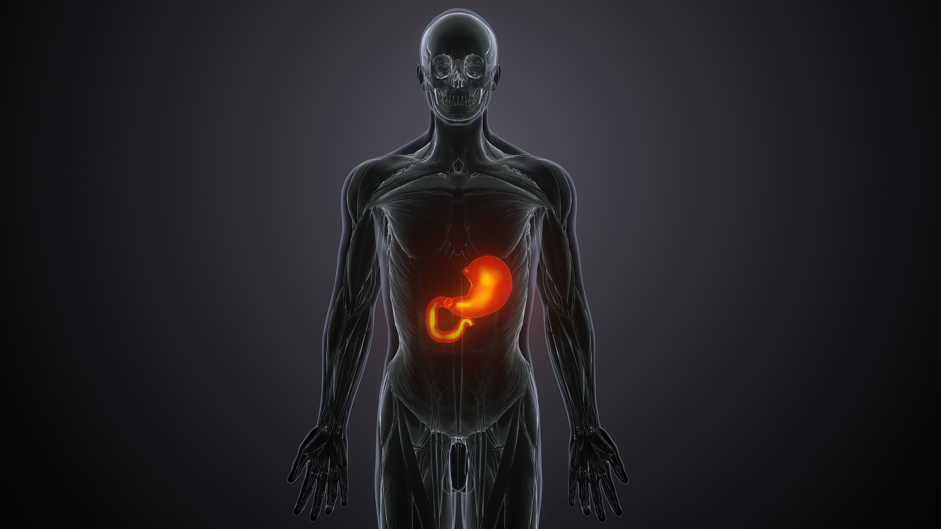 Tout savoir sur la spécialité médicale « gastro-entérologie »