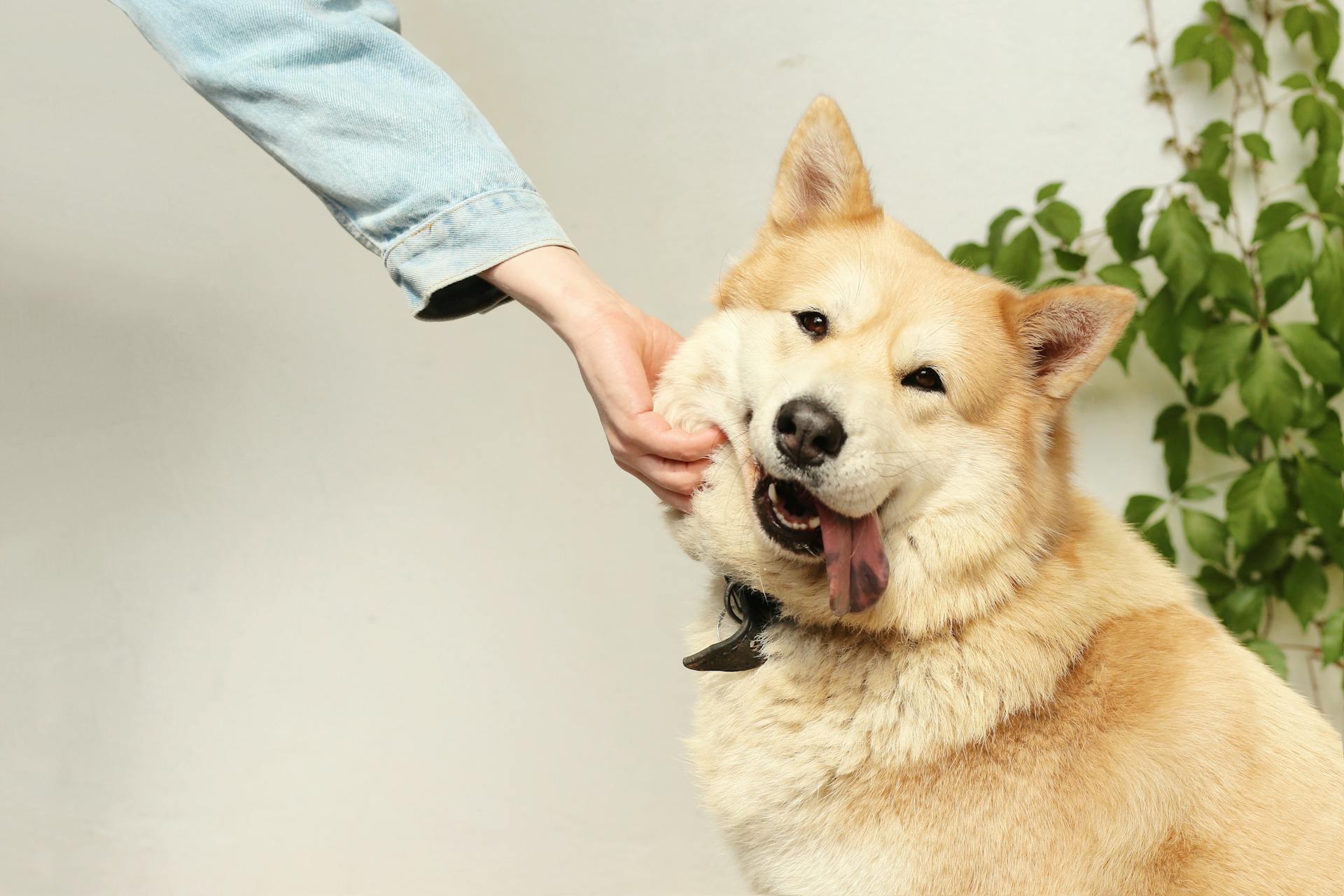 Chiens.top : Votre guide incontournable pour tout savoir sur les chiens